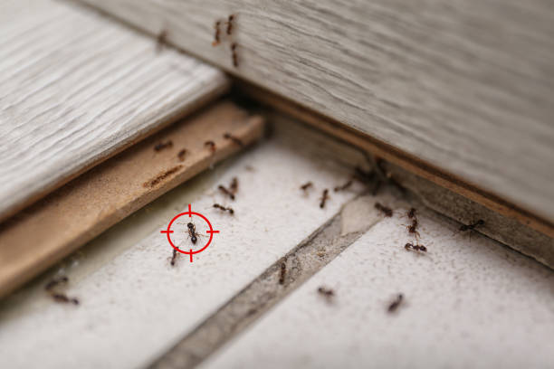 Wasp Removal Services in Hillside, IL
